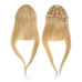 Breton cu Calota Blond Miere